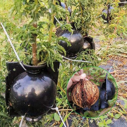 Plant Rooting Ball (10 pcs/set)