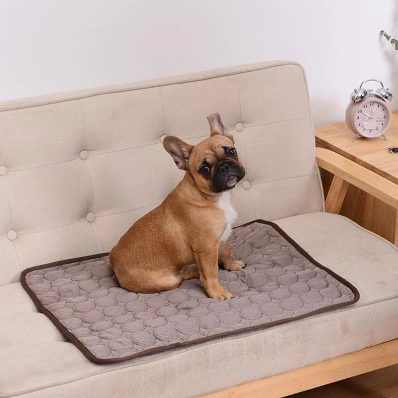 Small dog sitting on a quilted pet mat on a couch